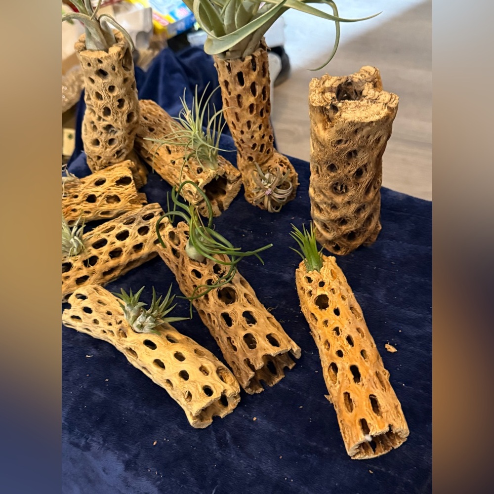 Natural Air Plant Holders-Cholla - Picture 4 of 4